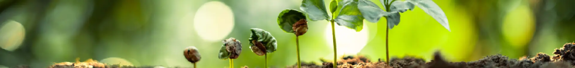 Regulatori de creștere